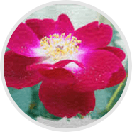 Swedish Flower